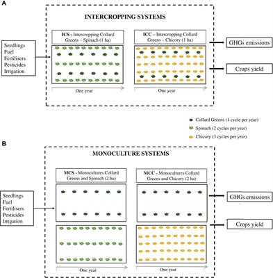 Greenhouse gas emissions and carbon footprint of collard greens, spinach and chicory production systems in Southeast of Brazil